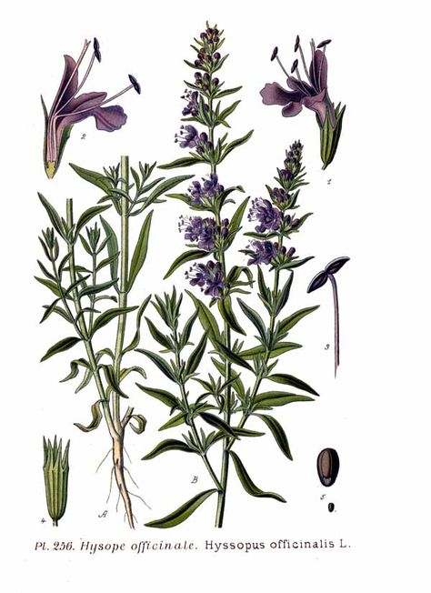 Spring Issue: Herbs of The Bible-https://www.patreon.com/posts/hyssop-materia-4400186 Herb Drawings, Hyssopus Officinalis, Botanical Drawing, Small Shrubs, How To Attract Hummingbirds, Plant Drawing, Language Of Flowers, Sacred Places, Botanical Drawings