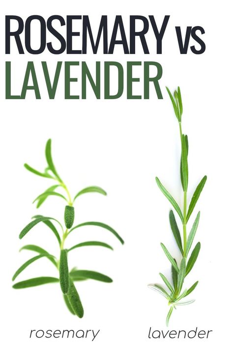 Rosemary vs Lavender Rosemary Garden, Lavender And Rosemary, Rosemary Plant, Mint Hair, Marjoram, Apothecary, Rosemary, Most Popular, The One