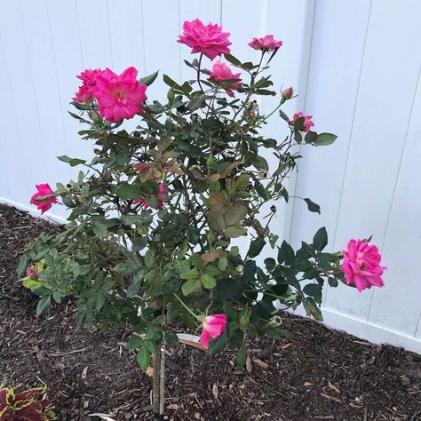 How And When To Prune Knockout Roses Prune Knockout Roses, Pruning Knockout Roses, When To Prune Roses, Pruning Roses, Knockout Roses, Secret Sauce, Growing Roses, Backyard Spaces, Plant Health