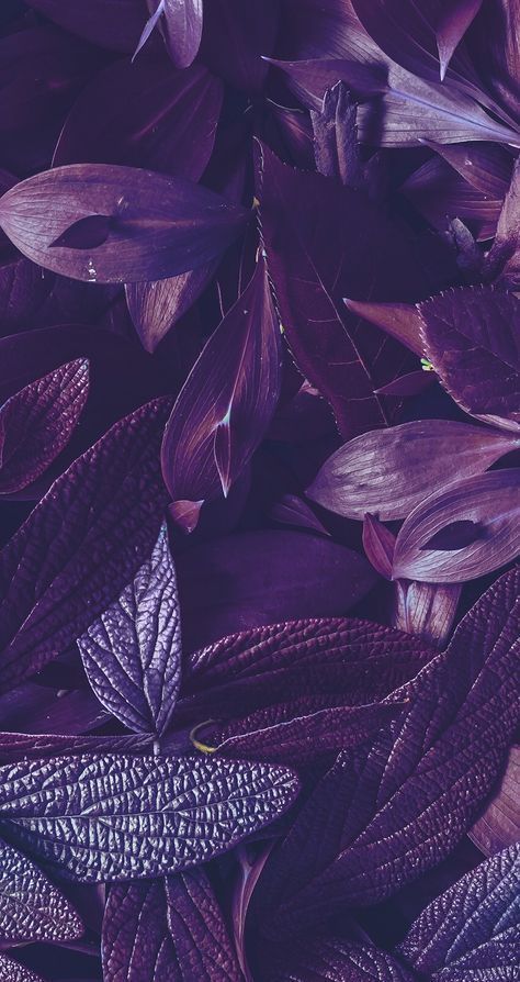 The Dark purple #purple #darkpurple Frühling Wallpaper, Yennefer Of Vengerberg, Purple Vibe, Phone Screen Wallpaper, Marble Wallpaper, Medical Technology, Samsung Wallpaper, Aesthetic Colors, Purple Wallpaper