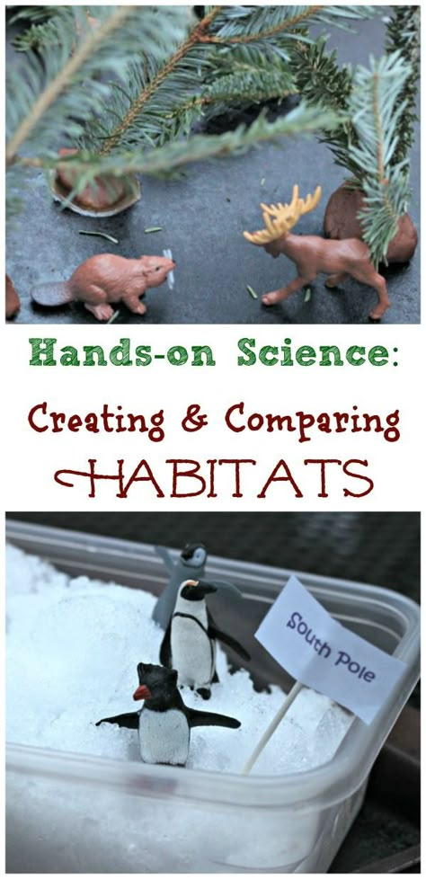 Animal habitat project ideas: Learn about habitats as kids compare and contrast Arctic animals and Forest animals with this hands-on science activity! Perfect for preschool, kindergarten, 1st grade and 2nd grades! #edventureswithkids #firstgrade #secondgrade #thirdgrade #elementary Habitat Activities, Habitats Projects, Animals Forest, Forest Habitat, Science Activity, Animal Science, Kindergarten Science, Animal Activities, Preschool Science