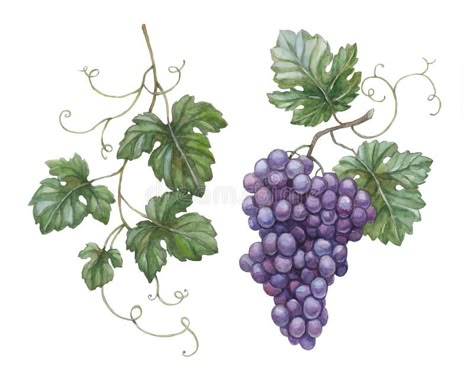 Grapes with leaves. Watercolor illustration of grapes with leaves , #Aff, #leaves, #Grapes, #Watercolor, #grapes, #illustration #ad Grape Drawing, Wine Leaves, Vine Drawing, Grape Painting, Grape Plant, Fall Clip Art, Wine Logo, Chic Wedding Invitations, Vine Tattoos