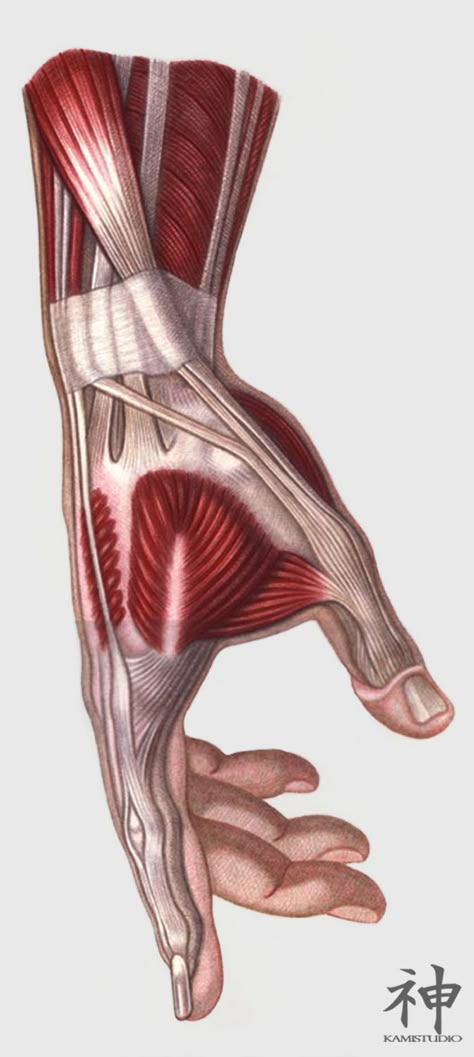 Muscles Of Hand, Hands Muscles Anatomy, Muscle Hand Reference, Anatomy Hands Reference, Hand Muscles Anatomy Drawing, Hand Muscles Drawing, Muscle Hand Drawing, Human Muscles Anatomy, Push Up Drawing Reference