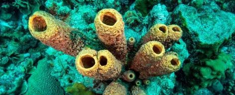 We Just Got Closer to Truly Determining Who Were The World's First Animals Phylum Porifera, Work Energy And Power, Living And Nonliving, Science Stories, Australian National University, Sea Sponge, Life Aquatic, Animal Groups, Make It Through