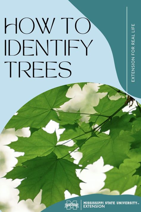 How To Identify Trees, Identify Trees, Identifying Trees, Types Of Timber, Tree Identification, Mississippi State University, Wood Tree, Life Blogs, Name It