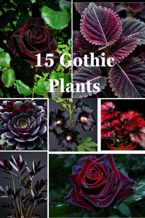 Gothic plants for my Gothic garden lovers Gothic Garden Perennials, Gothic Rose Garden, Gothic Garden Ideas Backyards, Gothic Garden Ideas, Gothic Plants, Goth Plants, Gothic Landscape, Black Plants, Gothic Stuff