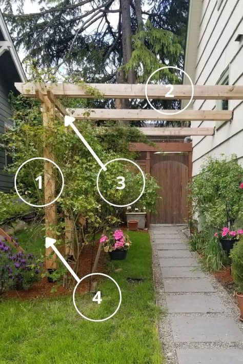 Front Yard Arbor Entrance, Vine Over Pergola, Side Yard Pergola Walkway, Growing Vines On Pergola, Outdoor Pergola With Vines, Yard Trellis, Rustic Trellis, Diy Arbour, Side Yard Landscaping