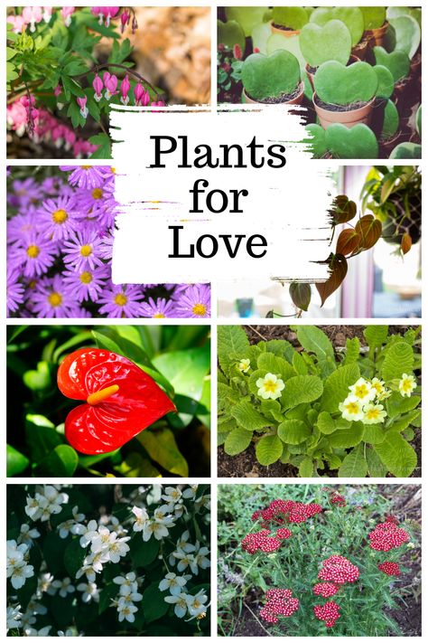 Collage of plants including bleeding heart, primrose, hoya kerri, aster, philodendron micans, jasmine and yarrow. Plants That Represent Love, Preparing Garden Beds, Plant Symbolism, Plant Meanings, Crafts For Valentines Day, Crafts For Valentines, Shade Loving Perennials, Decorating With Plants, Instead Of Flowers