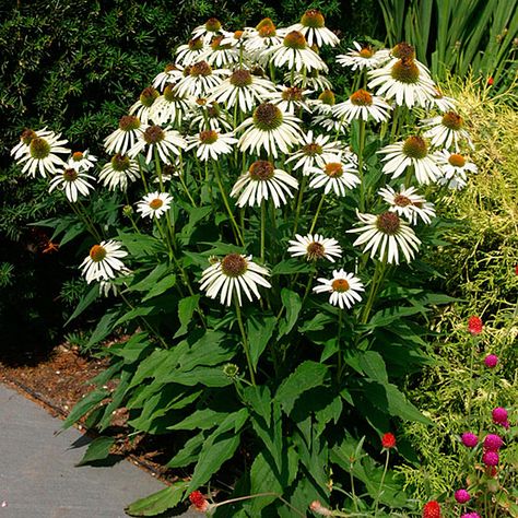 White Coneflower.  I am starting these from seed this year to mix in with my Purple Coneflower.  Echinacea purpurea 'White Swan' (White coneflower) Sun Loving Perennials, Purple Cone Flower, Deer Resistant Flowers, Wrought Iron Fence, Purple Coneflower, Cone Flowers, Garden Obelisk, Painted Clay Pots, Hydrangea Macrophylla