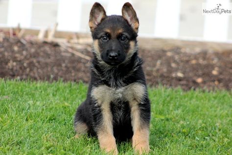 German Shepherd Puppies | China - German Shepherd Female Jarman Safed Dog, German Shepherd Dog Names, Dog Names Female, German Shepherd Female, Indian Police Service, Indian Police, Galaxies Wallpaper, Working Dog, Shepherd Dogs