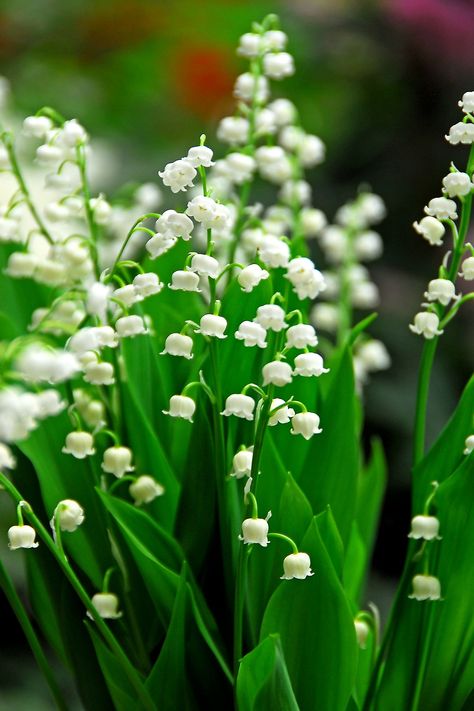 Shop the Convallaria majalis 'Lily of the Valley' Rhizomes and more at Terrain today. Read customer reviews, discover product details and more. Convallaria Majalis, Green Foliage, Lily Of The Valley, Deep Green, The Valley, Lily, Fragrance, Green