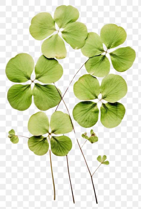 Pressed Plants, Leaf Png, Eco Print, Pressed Leaves, Green Shamrock, Botanical Illustrations, Flower Plant, Planting Herbs, Leaf Clover