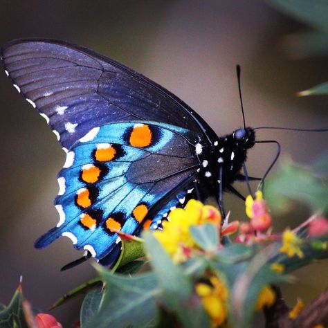 Wildlife Photo of the Day - April 12, 2020: Beautiful spring day when all the swallowtails decided to come out and was able to get a close-up! Natural Butterfly Images, Asian Swallowtail Butterfly, Purple Spotted Swallowtail, Wildlife Facts, Butterfly On Flower Photography, Yellow Swallowtail Butterfly, Moth Species, Animal Photography Wildlife, God Artwork