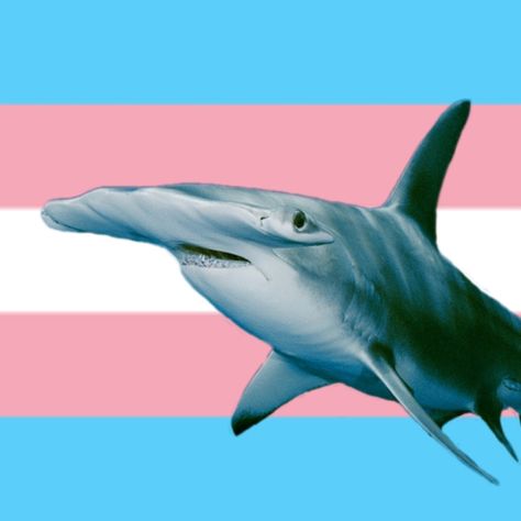 Trans Shark, Pfp With Glasses, Silly Templates, Silly Shark, Shark Board, Shark Pfp, Shark Whale, All About Sharks, Hammerhead Shark