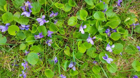 25 Edible Wild Plants To Forage For In Early Spring Killing Weeds, Wild Violets, Naturalistic Garden, Types Of Mulch, Small Purple Flowers, Edible Wild Plants, Invasive Plants, Wildflower Garden, Green Lawn