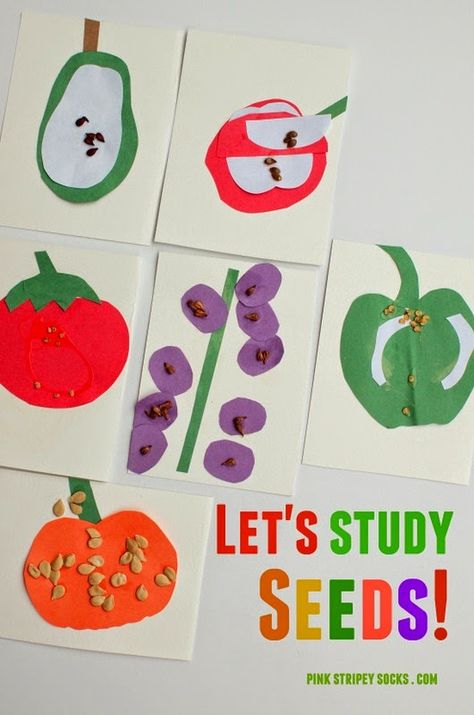 Super easy and fun kids STE activity- studying seeds! Kids Stem Activities, Preschool Garden, Plants Unit, Plant Activities, Kid Science, Spring Preschool, Plant Science, Kindergarten Science, Preschool Science