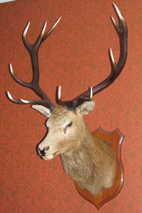 Deer Trophy, Bing Images, Moose, Moose Art, New Zealand, Deer