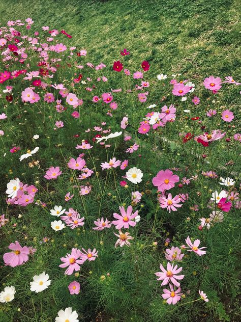 A flower, sometimes known as a bloom or blossom, is the reproductive structure found in flowering plants (plants of the division Angiospermae). Cosmos Aesthetic, Cosmos Garden, Garden Cosmos, Flower Species, Aster Flowers, Cosmos Bipinnatus, Mexican Flowers, Aster Flower, Cosmos Flowers