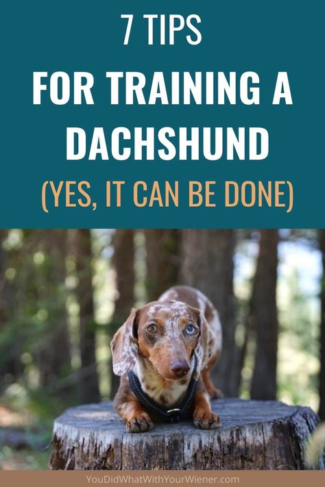 7 Tips for Training a Dachshund – YouDidWhatWithYourWiener.com Dachshund Adoption, Dachshund Tips, Dachshund Puppy Training, Dachshund Stuff, Dachshund Training, Pointing Fingers, Miniature Dachshunds, Weenie Dogs, Dachshund Puppies