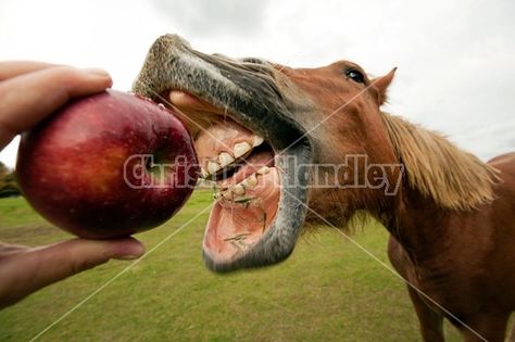 Horse eating apple Horse Eating, Horse Apples Decor, Applesauce Horse Treats, Im So Hungry I Could Eat A Horse, What Can Horses Eat And Not Eat, Snow White Eating Apple, Horse Games, Reaction Pictures, Equestrian