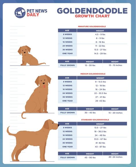 Goldendoodle Growth Chart: Size, Weight Calculations - Pet News Daily Goldendoodle Grooming Haircuts Teddy Bears, Puppy Growth Chart, Medium Goldendoodle, Goldendoodle Grooming, Standard Goldendoodle, Puppy Mom, Weight Charts, Weight Calculator, Dog Mommy