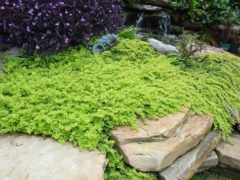 Creeping Jenny Plant, Lysimachia Nummularia, Shade Garden Plants, Flower Bed Designs, Creeping Jenny, Backyard Plants, Rock Gardens, Patio Landscaping, Hardy Perennials