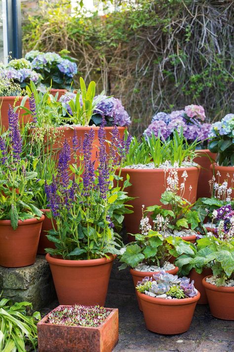 Garden Design Front Of House, Potted Plants For Shade, Garden Design Diy, Container Gardening Ideas, Garden Seating Area, Ferns Garden, Terracotta Plant Pots, Home Garden Design, Garden Borders