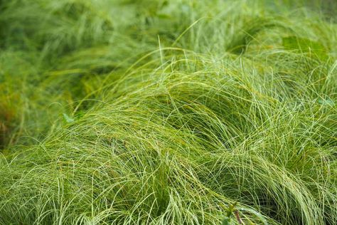 Carex, also called sedge, was the subject of a five-year-long study at Mt. Cuba Center. Scientists say that carex is an optimal turfgrass alternative; it provides food and shelter for wildlife, is native in many regions, and can be mowed like traditional grass. Carex Plant, Grass Alternatives, Carex Grass, Clover Lawn, Grass Alternative, Habitat Garden, Lawn Alternatives, Perennial Grasses, Water Scarcity