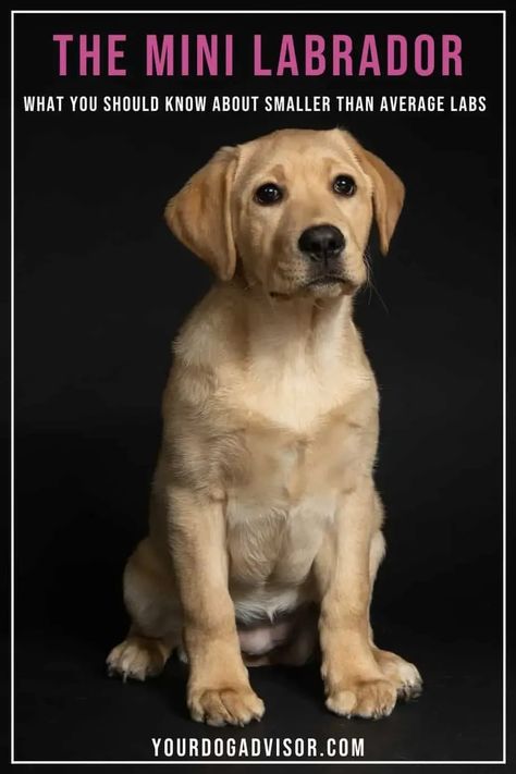 If there is a downside to Labrador Retrievers, it’s that they are big. So it’s no wonder the Mini Labrador Retriever has gotten so much attention lately. Mini Labrador, Miniature Labrador, Labrador Training, Medium Sized Dogs Breeds, Dog Behavior Training, Labrador Mix, Dog Breeds Medium, Lab Dogs, Medium Dog