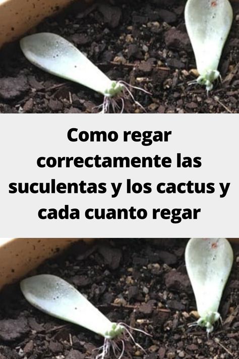 Suculentas Ideas, Cactus Diy, Agaves, Cactus Y Suculentas, Related Images, Cactus, Plants, Color