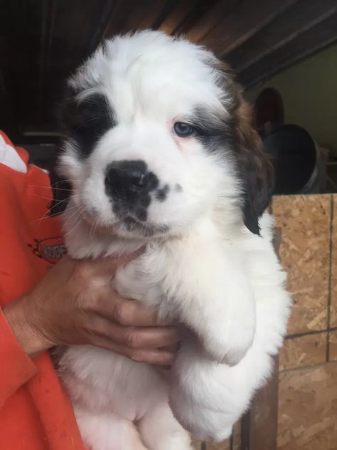 St Bernard Puppies, Syrup Pancakes, St Bernard Mix, Puppy Fever, Blue Heeler Puppies, Heeler Puppies, St Bernard Puppy, St Bernard Dogs, Bernard Dog