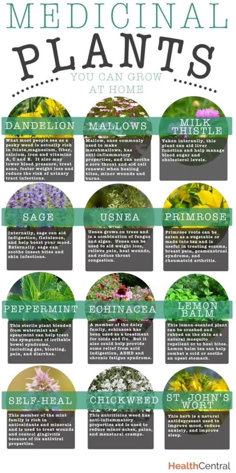 Medical Plants, Medicinal Herbs Garden, Magia Das Ervas, نباتات منزلية, Herbs Garden, Healing Plants, Herbal Healing, Herbs For Health, Healing Herbs