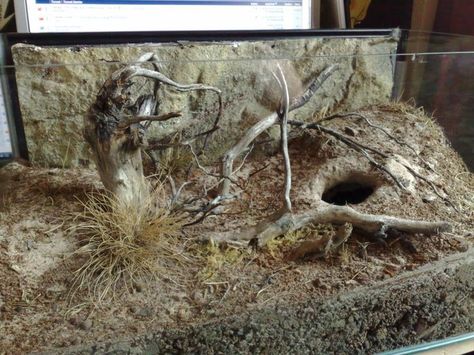 Spider Habitat, Tarantula Habitat, Desert Terrarium, Tarantula Enclosure, Pet Enclosures, Pet Tarantula, Gecko Terrarium, Blue Tongue Skink, Aquascape Design