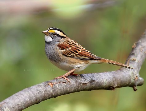 Katsura Tree, Sparrow Bird, Bird Aviary, Bird Carving, Kinds Of Birds, Exotic Bird, Backyard Birds, World Best Photos, Bird Drawings