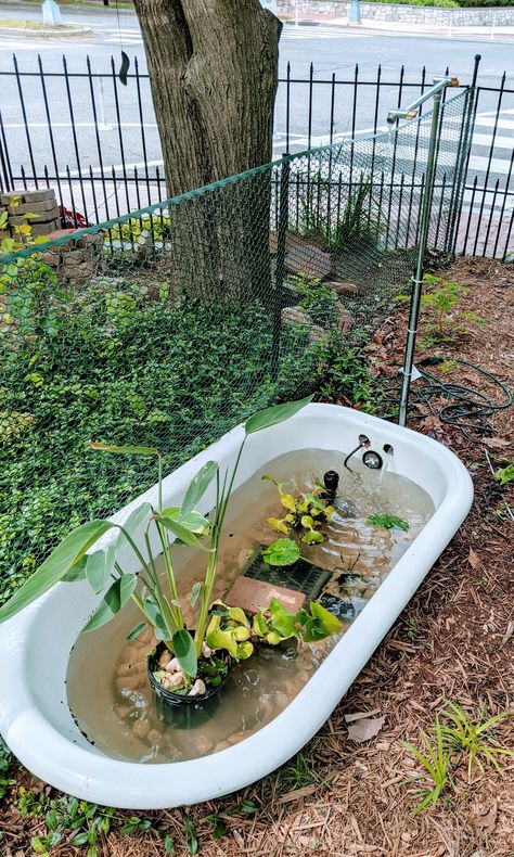 Bathtub Pond, Bath Garden, Garden Frogs, Koi Ponds, House Backyard, Water Gardens, Backyard Projects, Koi Pond, Water Feature