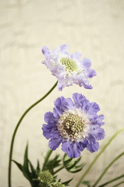 Scabiosa Flower Bouquet, Lilac Scabiosa, Scabiosa Bouquet, Lavender Scabiosa, Scabious Flower, Purple Scabiosa, Blue Scabiosa, Wedding Ideas Purple, Scabiosa Flower