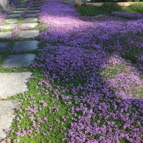 Creeping Thyme Lawn, Creeping Thyme Ground Cover, Thyme Ground Cover, Thyme Lawn, Elfin Thyme, Red Creeping Thyme, Corner Landscaping, Ground Cover Seeds, Purple Perennials