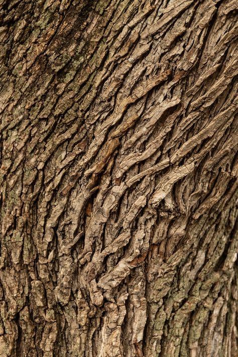 brown tree trunk in close up photography photo – Free Texture Image on Unsplash Texture Pictures, Palm Tree Flowers, Tree Texture, Brown Tree, Dark Portrait, Tree Textures, Wood Trunk, Texture Photography, Brown Texture