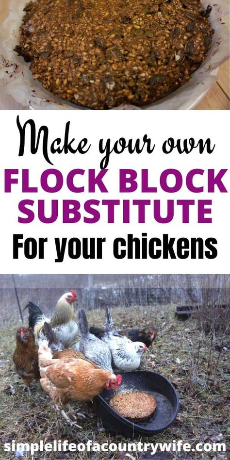 Chicken Feed Diy, Homemade Chicken Feeder, Treats For Chickens, Flock Block, Raising Meat Chickens, Homesteading Tips, Chicken Flock, Raising Chicks, Chicken Feeders