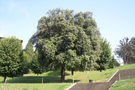 Holm Oak - Quercus Ilex - Chew Valley Trees Holm Oak, Tree Stakes, Copper Beech, Evergreen Hedge, Wind Break, Windy Weather, Dark Olive Green, Mediterranean Sea, Types Of Soil