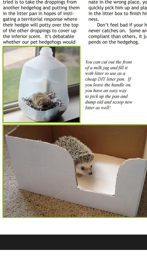 Diy litter pan Hedgehog Litter Box Diy, Diy Hedgehog Cage Ideas, Hedgehog Habitat Diy, Diy Hedgehog Toys, Hedgehog Care Tips, Pygmy Hedgehog Cage, Hedgehog Habitat, Hedgehog Cage, Hedgehog Care