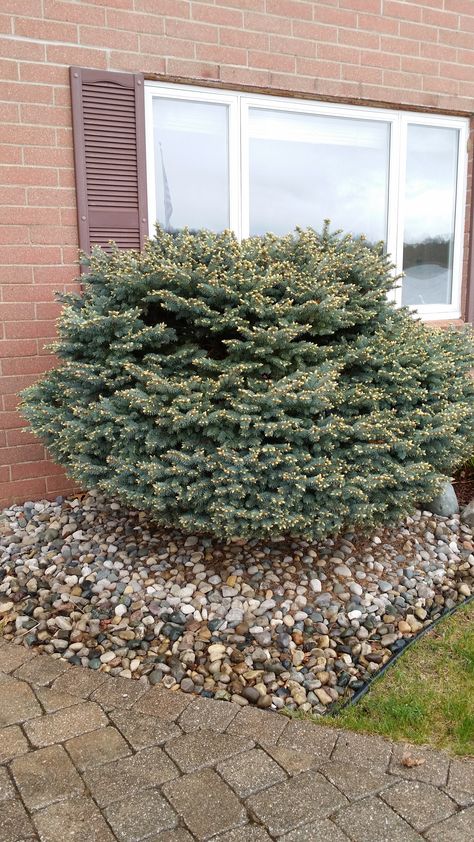 9 or 10 yr old globe blue spruce as foundation planting too big #397305 - Ask Extension Globe Blue Spruce, Blue Spruce Tree, Old Globe, Tree Pruning, Foundation Planting, A Globe, Spruce Tree, Hedge Trimmers, Blue Spruce