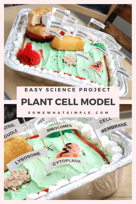 Model Of Cell Science Projects, Cake Cell Project Ideas, Plant Cell Food Model, Making A Plant Cell Model, Cell Model Project Ideas Edible, Edible 3d Plant Cell Project, How To Make A Cell Model, Make A Cell Model, 3d Animal Cell Cake Project