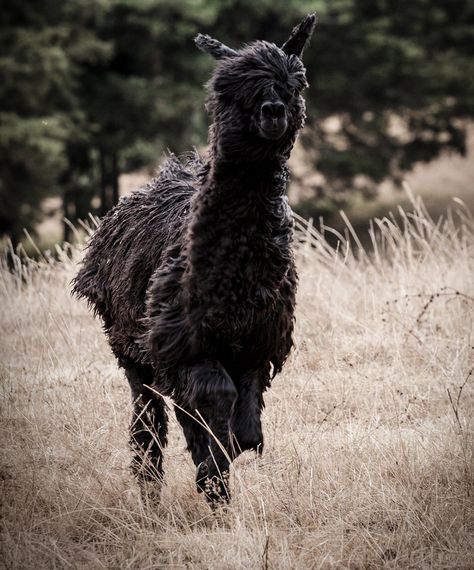 Shadow Wood Alpacas Funny Looking Animals, Black Alpaca, Alpaca My Bags, Baa Baa Black Sheep, Pet Things, Dream Farm, Auckland Nz, Llama Alpaca, Suri Alpaca