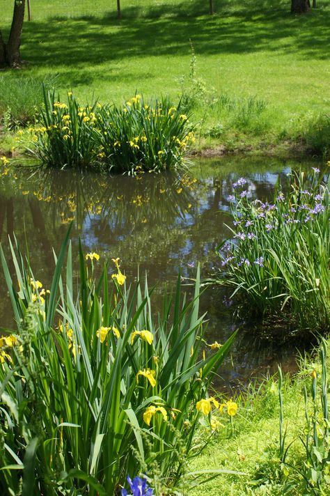 Water iris near a pond | par KarlGercens.com GARDEN LECTURES Water Plants For Ponds, Water Iris, Gardenia Plant, Retention Pond, Farm Pond, Frog Pond, Water Grass, Cottage Painting, Pond Landscaping