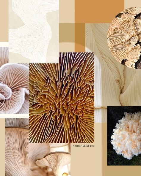 Mushroom Mood Board, Mushroom Moodboard, Biomorphic Design, Muse Board, Thesis Ideas, Fashion Show Themes, Oyster Mushroom, Biophilic Design, Fractal Design