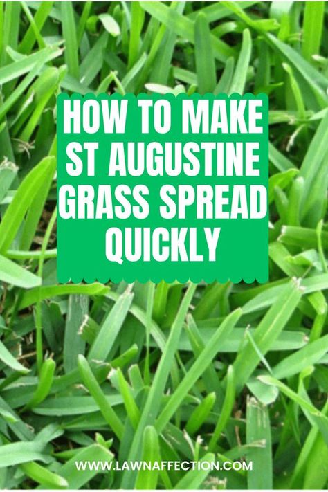 St Augustine, St. Augustine or Saint Augustine as some call it is one of the common turfgrasses in the world. If you want to make St Augustine grass spread quickly, click on the link below. #StAugustine, #SaintAugustine, #St.Augustine, #StAgustine, #StAgustin St Augustine Grass Seed, St Augustine Grass Care Florida, St Augustine Grass Care Texas, St Augustine Grass Care, Lawn Fertilizer Diy, St Augustine Grass, Grass Fertilizer, Lawn Weeds, Diy Fertilizer