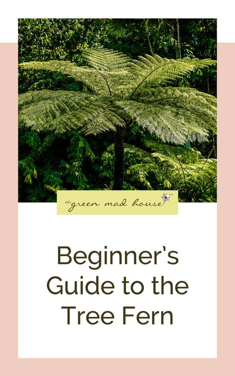 Fern Tree, Tree Fern In Pot, Fern Tree Garden, Tree Ferns In Gardens, How To Make Ferns Grow Big, Giant Chain Fern, Types Of Fern Plants, Australian Tree Fern, Repotting Plants