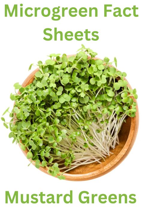 All about the health benefits and nutrition of Mustard Greens Microgreens Microgreens Recipe, Growing Microgreens, Mustard Greens, Growing Tips, Hydroponic Gardening, Indoor Gardening, Edible Plants, Fact Sheet, Seed Starting