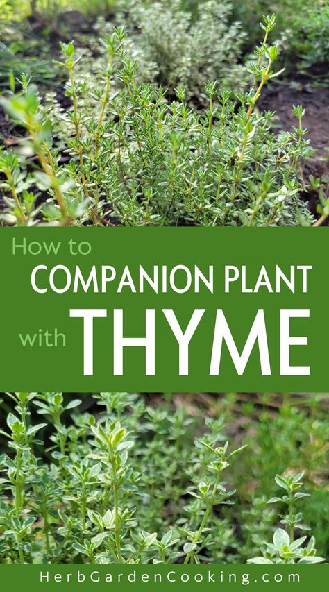 Discover the best and worst thyme companion plants for successful pairings. Learn what to grow (and what not to grow) with thyme. How To Care For Thyme Plant, Cilantro Companion Planting, How To Grow Thyme, What Herbs Can Be Planted Together, Herb Companions, Thyme Companion Plants, Recipes With Thyme, Thyme Plant Care, Planting Thyme